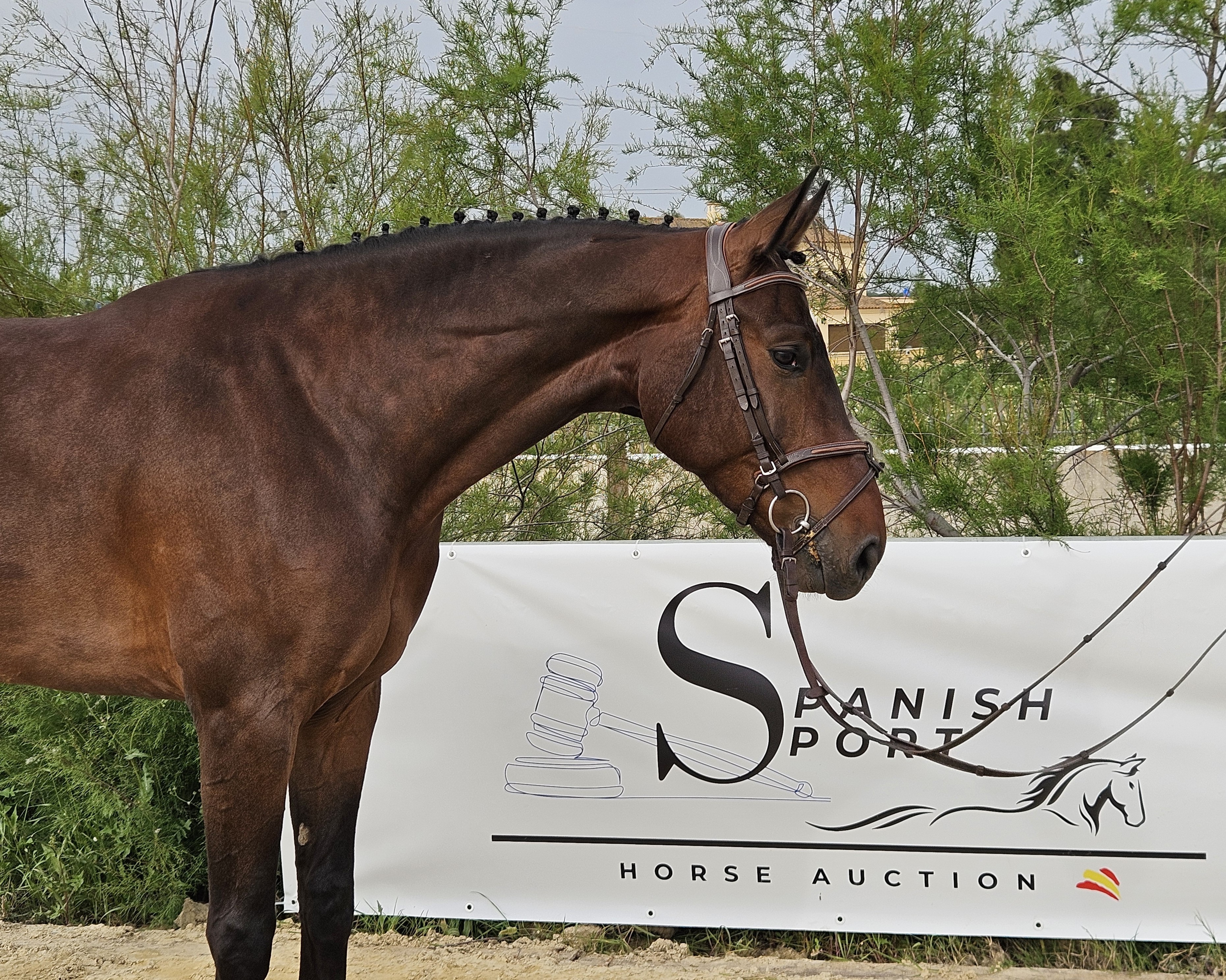 horse